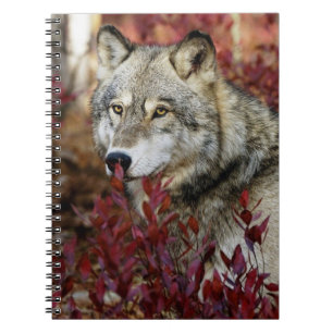 Wolf im Fall Notizblock