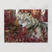 Wolf im Fall