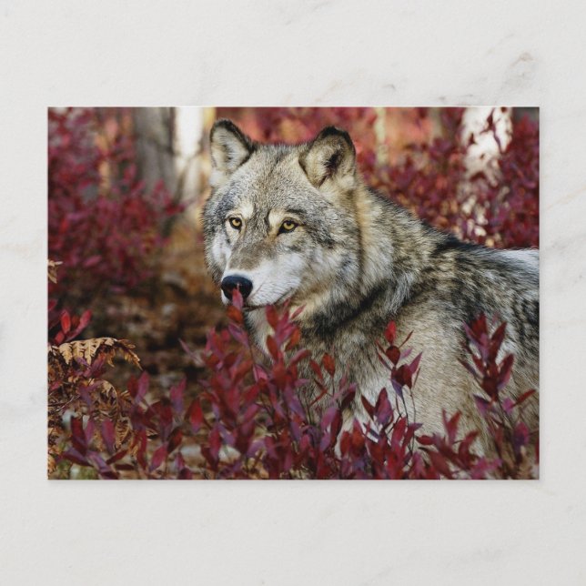 Wolf im Fall Postkarte (Vorderseite)