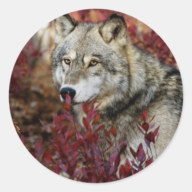 Wolf im Fall Runder Aufkleber (Vorderseite)