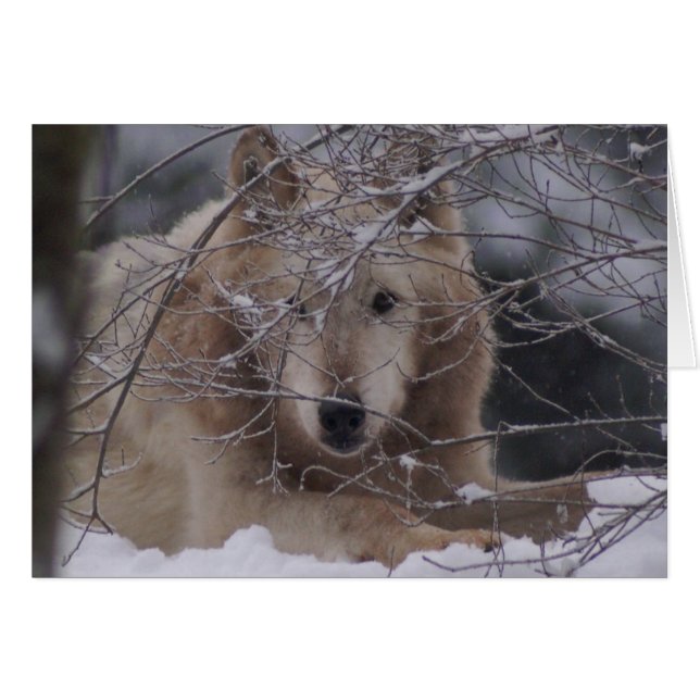 Wolf im Schnee (Vorderseite (Horizontal))
