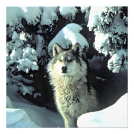 Wolf im Schnee Foto Print