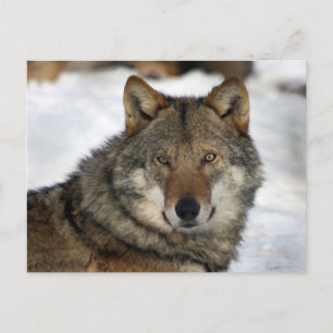 Wolf im Schnee Postkarte
