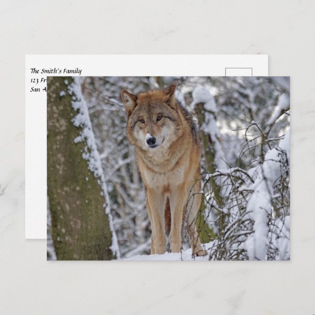 Wolf im Schnee Postkarte (Vorne/Hinten)