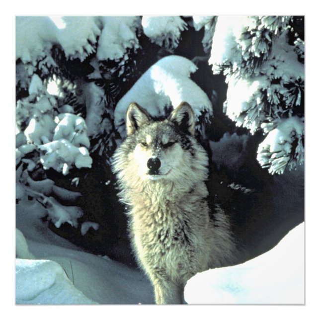 Wolf im stillen Winterwald Fotodruck (Vorne)