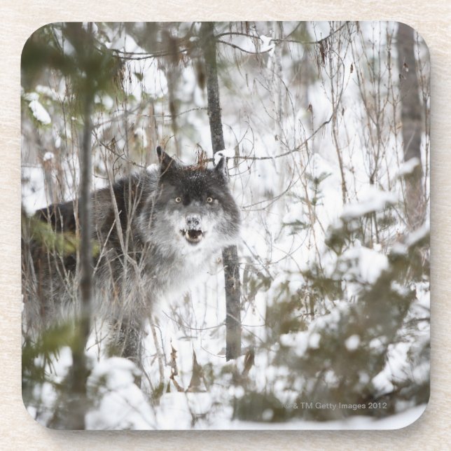 Wolf im Wald im Winter Getränkeuntersetzer (Vorderseite)