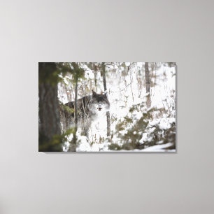 Wolf im Wald im Winter Leinwanddruck