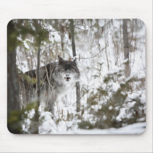 Wolf im Wald im Winter Mousepad