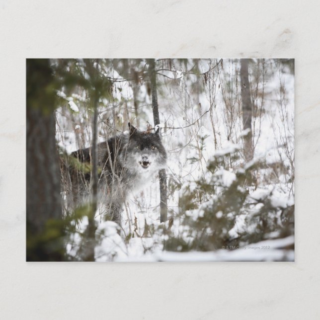 Wolf im Wald im Winter Postkarte (Vorderseite)