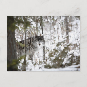 Wolf im Wald im Winter Postkarte