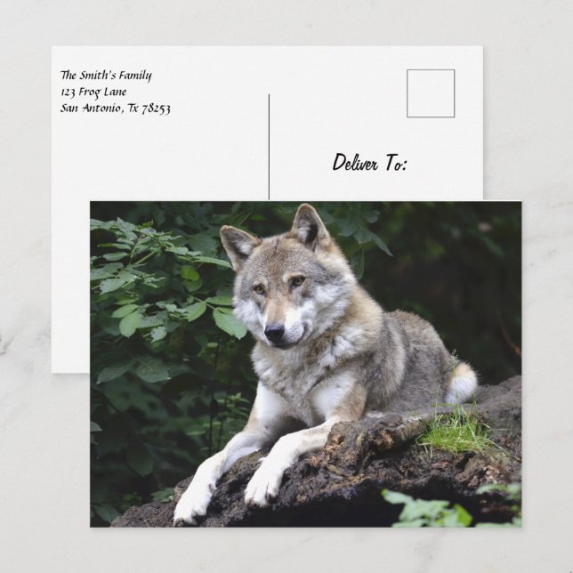 Wolf im Wald Postkarte (Vorne/Hinten)