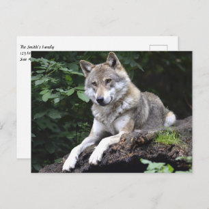 Wolf im Wald Postkarte