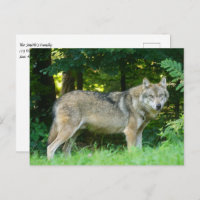 Wolf im Wald