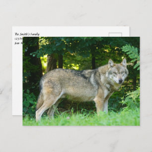 Wolf im Wald Postkarte