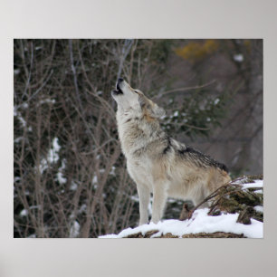 Wolf im Winter Poster