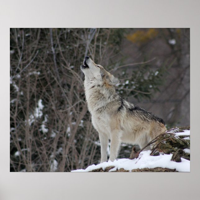Wolf im Winter Poster (Vorne)