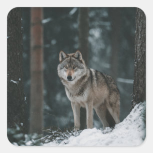 Wolf im Winter Quadratischer Aufkleber