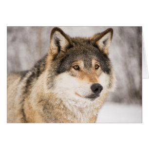 Wolf im Winterwald
