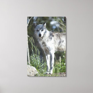 Wolf im Yellowstone 2 Leinwanddruck