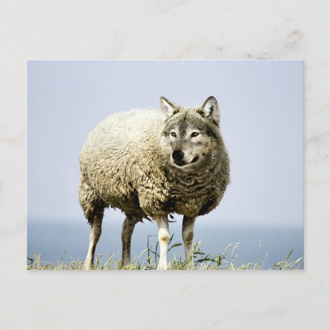 Wolf in Schafbekleidung Postkarte (Vorderseite)