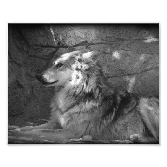 Wolf in Schwarz und Weiß Fotodruck (Vorne)