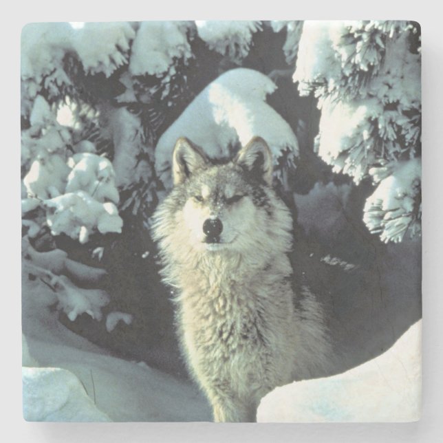 Wolf in Winter Forest Wildtierkunst Steinuntersetzer (Vorderseite)