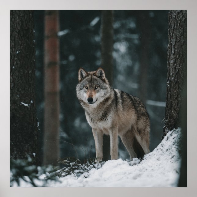 Wolf in Winter Poster (Vorne)