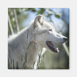 Wolf in Yellowstone. Magnet