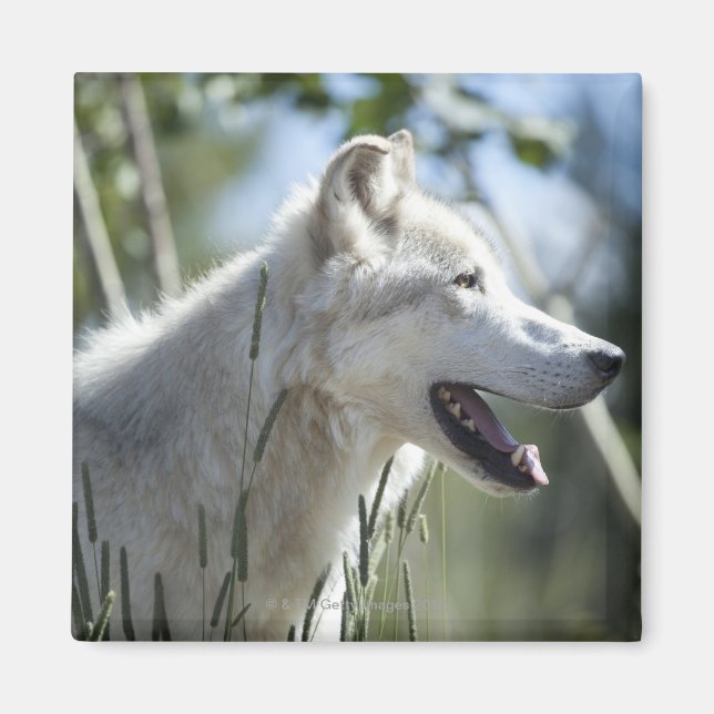 Wolf in Yellowstone. Magnet (Vorne)