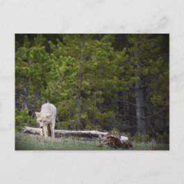 Wolf in Yellowstone Postkarte