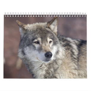 Wolf Kalender