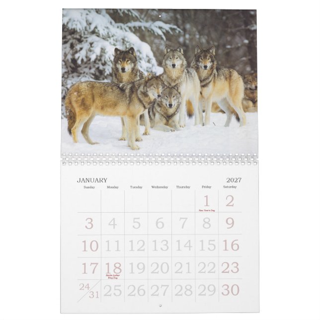 Wolf-Kalender Kalender (Jan 2027)