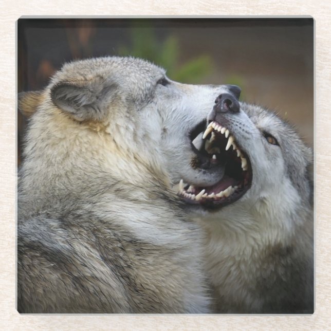 Wolf-Kampf Glasuntersetzer (Vorderseite)