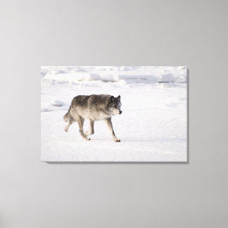 Wolf läuft im Schnee Leinwanddruck