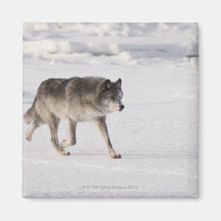 Wolf läuft im Schnee Magnet