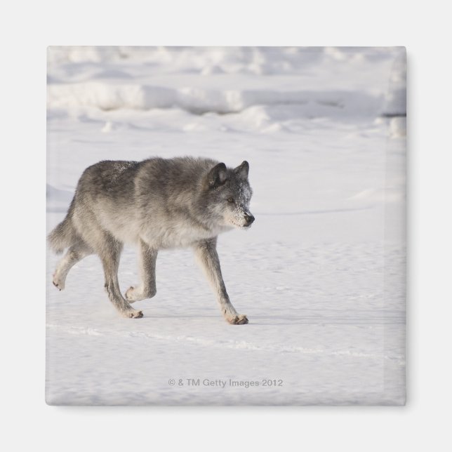 Wolf läuft im Schnee Magnet (Vorne)