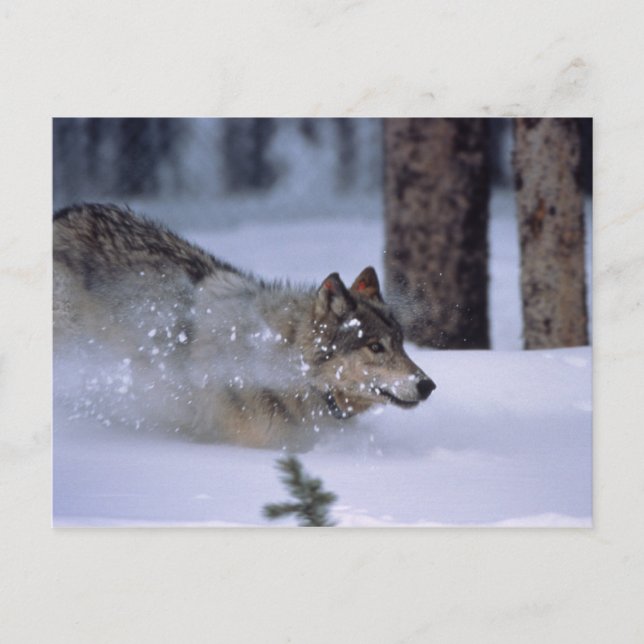 Wolf läuft im Schnee Postkarte (Vorderseite)