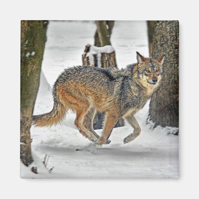 Wolf läuft im Schneemagnet Magnet (Vorne)