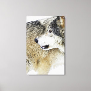 Wolf Leinwanddruck