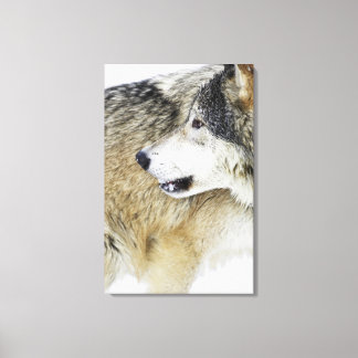 Wolf Leinwanddruck