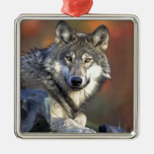 Wolf liebt Kunst Ornament Aus Metall