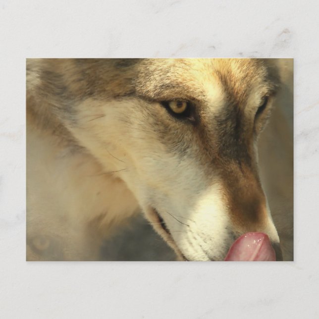 Wolf Lunch Postcard Postkarte (Vorderseite)
