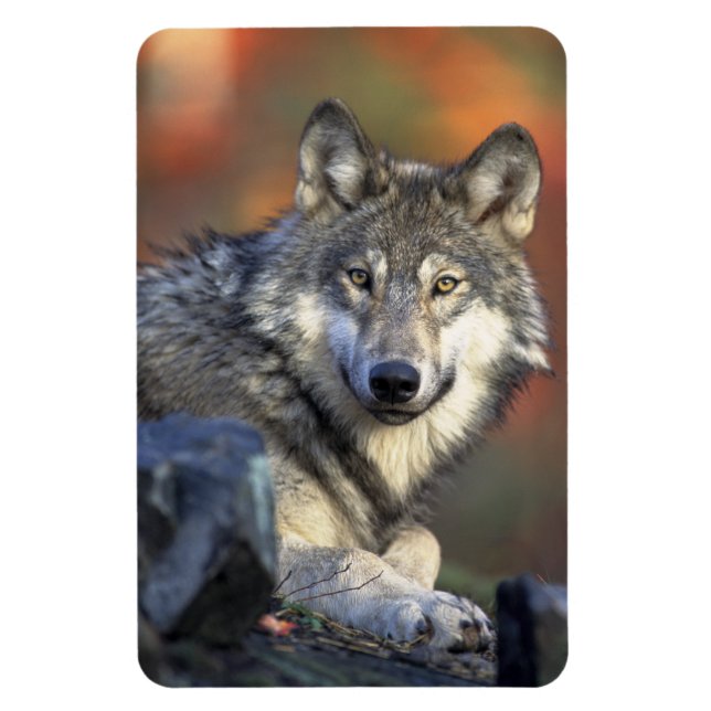 Wolf Magnet (Vertikal)