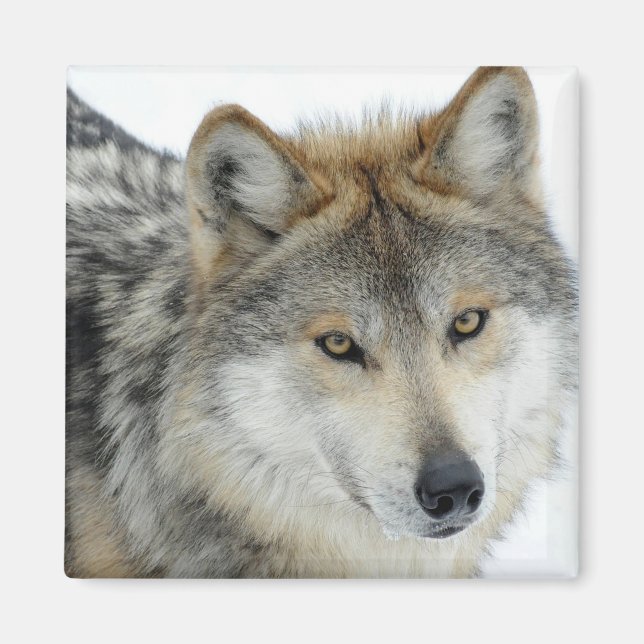 Wolf Magnet (Vorne)