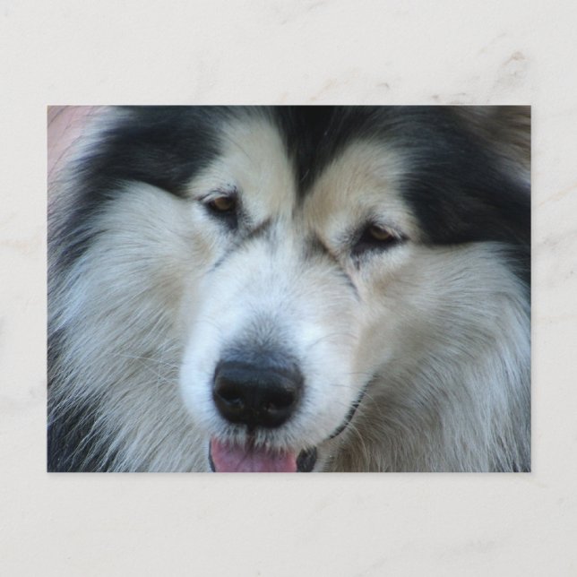 Wolf Malamute Picture Postcard Postkarte (Vorderseite)