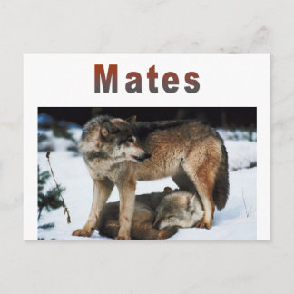 Wolf Mates Line Postkarte