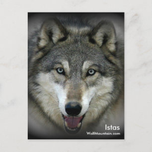 Wolf Mountain Sanctuary - Istas Post Card Postkarte