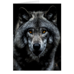 Wolf Orange Eyes Wildtierart