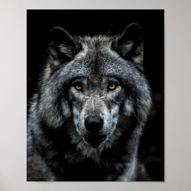 Wolf Orange Eyes Wildtierart Poster (Vorne)