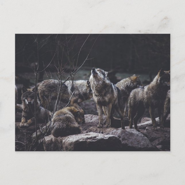 Wolf Pack Postcard Postkarte (Vorderseite)